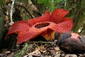 Rafflesia, the biggest flower in the world