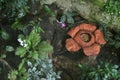 Rafflesia Royalty Free Stock Photo