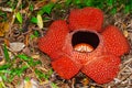 Rafflesia, the biggest flower in the world. This species located in Ranau Sabah, Borneo