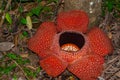 Rafflesia, the biggest flower in the world. This species located in Ranau Sabah, Borneo.