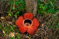 Rafflesia, the biggest flower in the world. This species located in Ranau Sabah, Borneo.