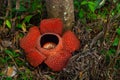 Rafflesia, the biggest flower in the world. This species located in Ranau Sabah, Borneo.