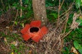 Rafflesia, the biggest flower in the world. This species located in Ranau Sabah, Borneo.