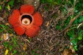 Rafflesia, the biggest flower in the world. This species located in Ranau Sabah, Borneo.