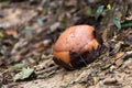 The Rafflesia bud, biggest flower