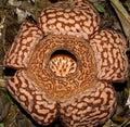 Rafflesia pricei