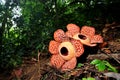 Rafflesia @ Royal Belum