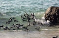 African penguins swimming together at Boulders Beach, South Africa Royalty Free Stock Photo