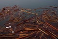 A raft of driftwood, kelp, and litter float on the calm green sea