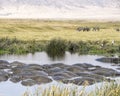 Raft of hippos in a watering hole with Zebras and birds in the background