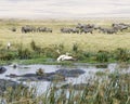 Raft of hippos in a watering hole with Zebras and birds in the background