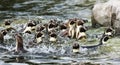 A Raft of Humboldt Penguins, Spheniscus humboldti, South America