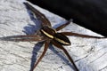 Raft-hunting spider - Dolomedes fimbriatus