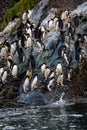 A raft of Macaroni Penguins hopping down a large rock to the ocean for morning feeding, Coopers Bay, South Georgia Royalty Free Stock Photo