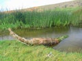 A raft made of reeds. river bed Royalty Free Stock Photo