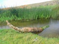 A raft made of reeds. river bed