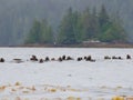 Raft of sea otters on a gray day near Spring Island, British Columbia