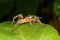 Raft spider (Dolomedes fimbriatus) Royalty Free Stock Photo