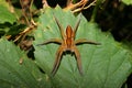 Raft spider (Dolomedes fimbriatus) Royalty Free Stock Photo