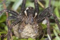 Raft spider, Dolomedes fimbriatus Royalty Free Stock Photo