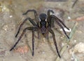 Raft spider Dolomedes fimbriatus Royalty Free Stock Photo