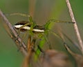 Raft spider, Dolomedes fimbriatus juvenil Royalty Free Stock Photo