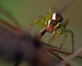 Raft spider, Dolomedes fimbriatus juvenil Royalty Free Stock Photo
