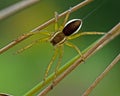 Raft spider, Dolomedes fimbriatus juvenil Royalty Free Stock Photo