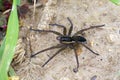 Raft spider Dolomedes fimbriatus Royalty Free Stock Photo