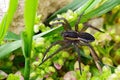 Raft spider, Dolomedes fimbriatus Royalty Free Stock Photo