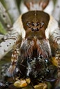 A raft spider with prey - a jumping spider Royalty Free Stock Photo