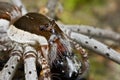 A raft spider with prey - a jumping spider Royalty Free Stock Photo