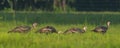 Rafter, gobble or flock of young Osceola Wild Turkey Meleagris gallopavo osceola