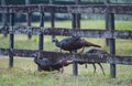 Rafter, gobble or flock of young Osceola Wild Turkey - Meleagris gallopavo osceola - walking through a wooden fence in central
