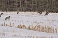 A rafter of wild Turkey in a farm field Royalty Free Stock Photo