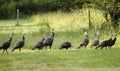 Rafter of Wild Turkey in Oconee County Georgia