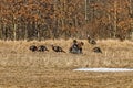 Rafter of Wild Turkeys