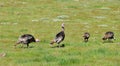A Rafter of Wild Turkeys Meleagris gallopavo foraging in San D