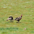 A Rafter of Wild Turkeys Meleagris gallopavo foraging in San D