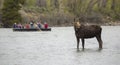 Rafters with a Moose Royalty Free Stock Photo