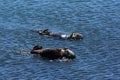 Rafting Sea Otters in Morro Bay California