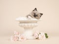 Rag doll baby cat with blue eyes hanging over the edge of an flower pot with white roses and a off-white background