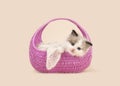 Rag doll baby cat with blue eyes hanging over the edge of a pink basket on a off-white background