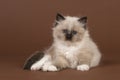 Rag doll baby cat with blue eyes looking at the camera lying down on a brown background Royalty Free Stock Photo