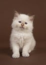 Rag doll baby cat with blue eyes looking at the camera sitting on a brown background