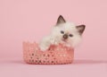 Rag doll baby cat with blue eyes lying in a pink lace basket looking at camera on a pink background Royalty Free Stock Photo