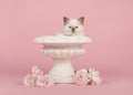 Rag doll baby cat with blue eyes in a white flower pot with real white roses on a pink background Royalty Free Stock Photo