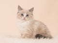 Rag doll baby cat on soft background