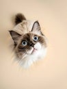 Rag doll cat on a beige background Royalty Free Stock Photo