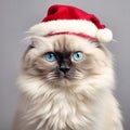 Rag doll cat Royalty Free Stock Photo